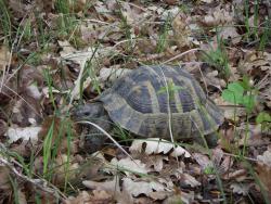 post-4489-0-50789900-1365707577_thumb.jp