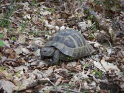 post-4489-0-58105000-1365707518_thumb.jp