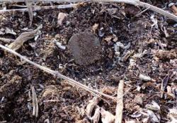 post-4732-0-05266900-1366720649_thumb.jp