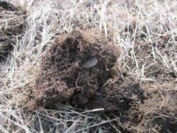 post-6245-0-05839300-1367167077_thumb.jp