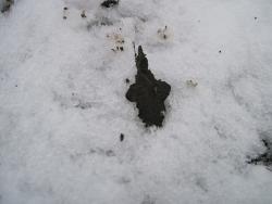 post-6245-0-67938400-1366459568_thumb.jp