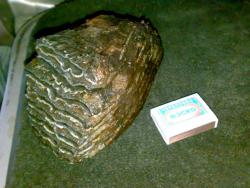 post-6685-0-06352300-1365950708_thumb.jp