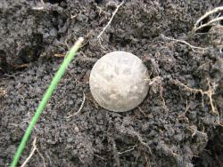 post-6890-0-57836900-1365870120_thumb.jp