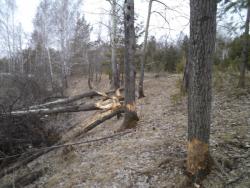 post-7121-0-63139300-1366441652_thumb.jp