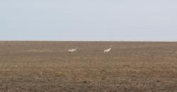 post-10462-0-34319900-1398681018_thumb.j