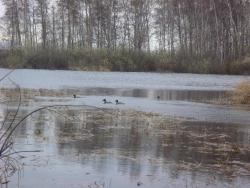 post-10462-0-72176900-1398681059_thumb.j