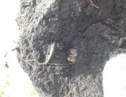 post-12363-0-63472000-1396932754_thumb.j