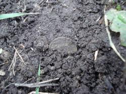 post-12373-0-14780200-1396867946_thumb.j