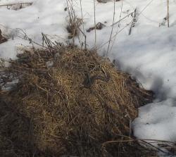 post-12496-0-76029500-1396610278_thumb.j