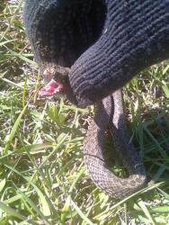 post-17557-0-30614500-1396808759_thumb.j