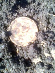 post-17557-0-61775800-1396983073_thumb.j