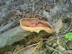 post-22801-0-70245100-1397704210_thumb.j