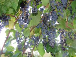 post-24568-0-91636900-1396801135_thumb.j