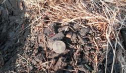 post-2627-0-50735900-1396458546_thumb.jp