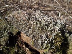 post-26744-0-58338400-1397945910_thumb.j