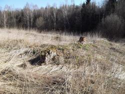 post-26744-0-77808100-1397945696_thumb.j