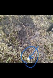 post-27434-0-77364500-1397125537_thumb.j