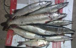 post-27646-0-73534100-1397774149_thumb.j