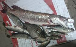 post-27646-0-86276000-1397683954_thumb.j