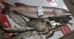 post-27646-0-93503900-1397683942_thumb.j