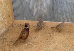 post-2838-0-52361900-1396537875_thumb.jp