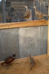 post-2838-0-72278000-1396537834_thumb.jp