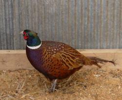 post-2838-0-79095400-1396537975_thumb.jp