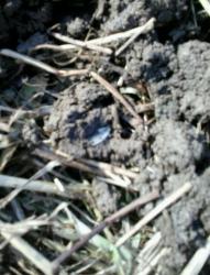 post-28930-0-03168500-1397202025_thumb.j