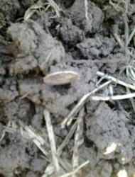 post-28930-0-52250900-1397202087_thumb.j