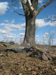 post-28930-0-59075800-1397881371_thumb.j