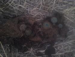 post-29541-0-65478600-1397161866_thumb.j