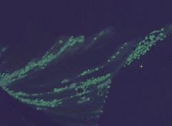 post-30655-0-58838800-1397006069_thumb.j