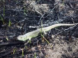 post-4489-0-71802300-1397755488_thumb.jp