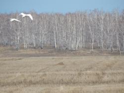 post-4989-0-04245600-1398080830_thumb.jp