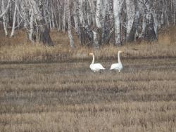 post-4989-0-38105400-1398080683_thumb.jp