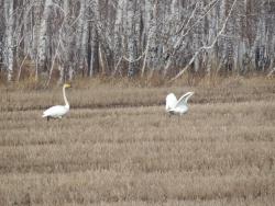 post-4989-0-62523900-1398080747_thumb.jp