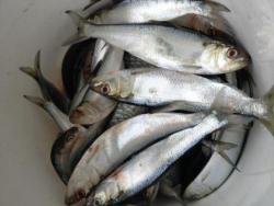 post-5490-0-96284100-1398096075_thumb.jp