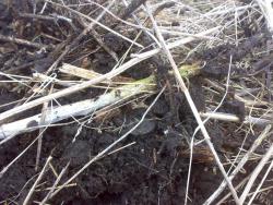 post-6685-0-47170300-1397576600_thumb.jp