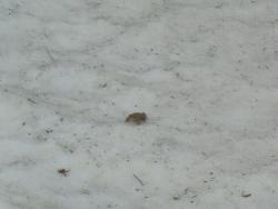 post-10462-0-07271400-1429459955_thumb.j