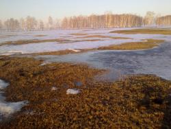 post-12000-0-07594100-1428425703_thumb.j