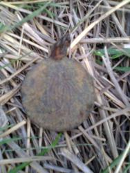 post-17557-0-89945000-1429530572_thumb.j