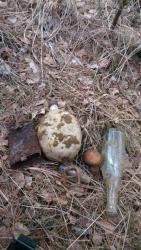 post-24203-0-03712100-1428332678_thumb.j