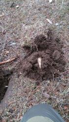 post-24203-0-14590900-1427986949_thumb.j