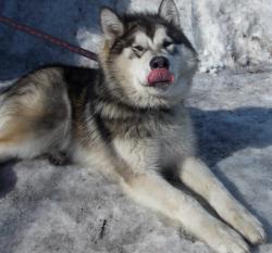 post-27646-0-84085700-1430176465_thumb.j