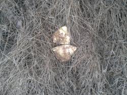 post-33959-0-20073700-1428337677_thumb.j