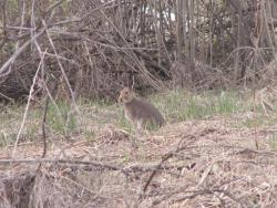 post-1697-0-16488300-1306666887_thumb.jp