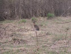 post-1697-0-24800600-1306666834_thumb.jp