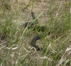 post-2597-0-41203800-1304945875_thumb.jp