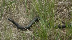 post-2597-0-56136000-1304946000_thumb.jp