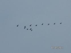 post-2817-0-20205200-1304259628_thumb.jp